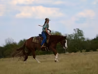 Kůň, Quarter Horse — foto 6