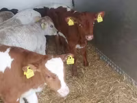 Taureau, Simmental cattle — photo 5