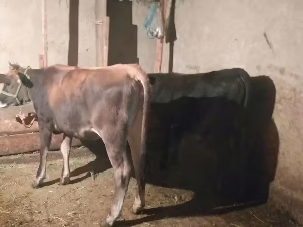 公牛, Cattle