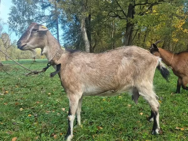 Chèvre, Alpine goat