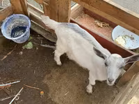 Ziege, Fergana goat — Foto 2