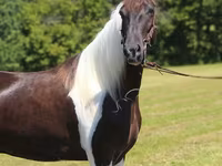 حصان, Tennessee Walking Horse — الصورة 7