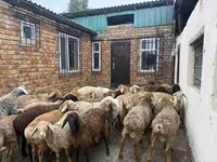 كبش, Rhon sheep — الصورة 5