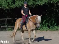 Mare, Haflinger — photo 1