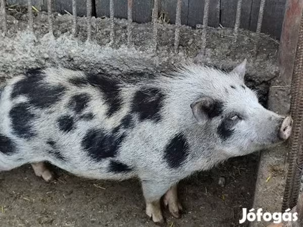 خنزير ذكر, Вьетнамская вислобрюхая
