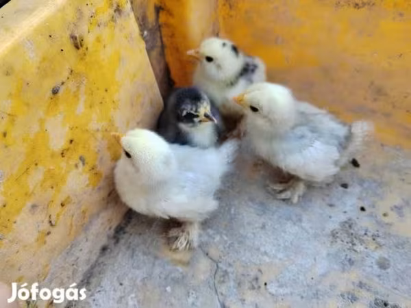 Silkie
