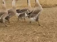 अफ्रीकन — फ़ोटो 2