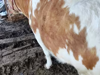 Buğa, Simmental cattle — foto 5