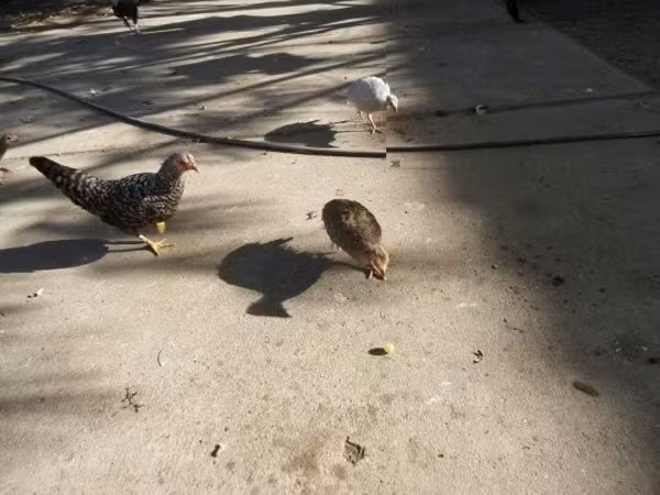 Guinea fowl