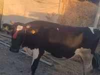 Kuh, Wilder Yak — Foto 1