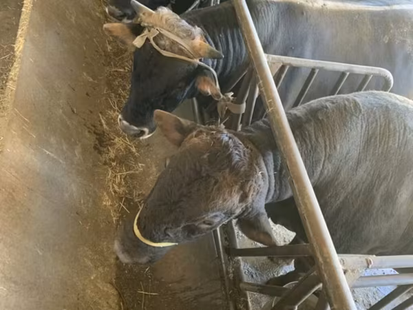 Taureau, Swiss cattle