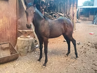 Caballo, French Trotter — foto 2