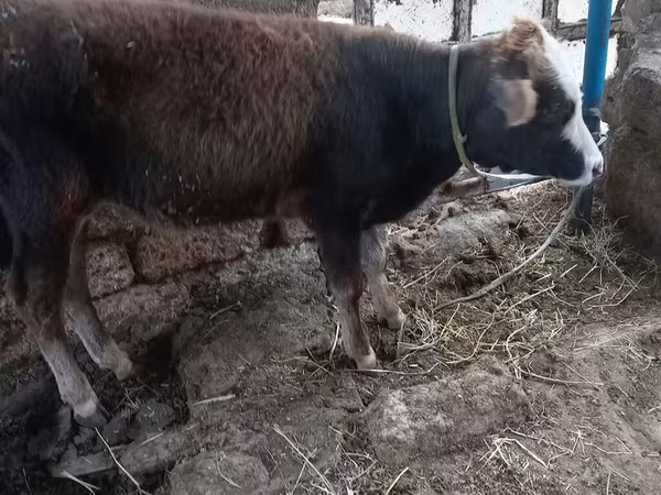 公牛, Cattle