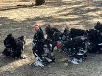 Pekin Bantam — foto 2
