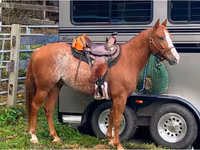 Hengst, Quarter Horse — Foto 8