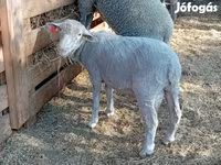 Beran, Merino sheep — foto 2