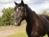 Caballo, Percheron — foto 4