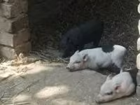 सूअर (लॉट, लिंग निर्दिष्ट नहीं) — फ़ोटो 2