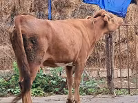 Vache, Bovins — photo 3