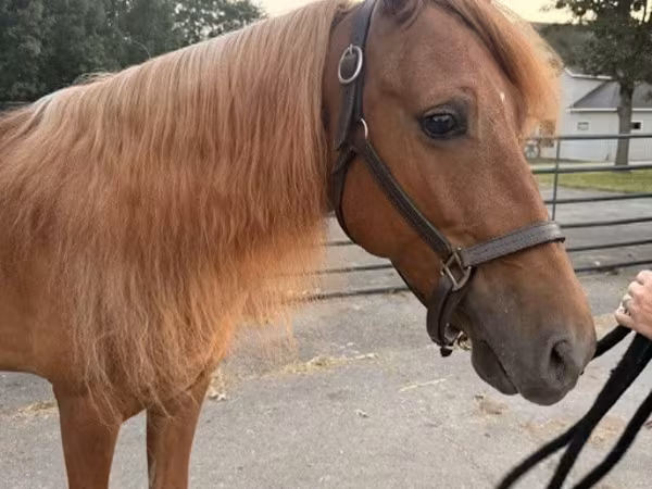 Cheval, Rocky Mountain Horse