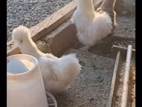 Poule soie — photo 3