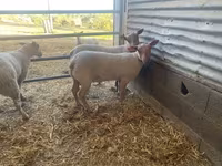 Beran, Charollais sheep — foto 2