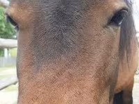 Klisna, American shetland pony — foto 1