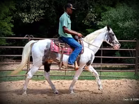 Cheval, National Show Horse — photo 7