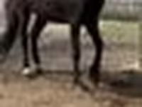 Yegua, Orlov Trotter — foto 6