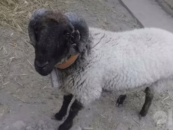 Carnero, Suffolk sheep