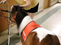 公马, Miniature horse — 照片 4
