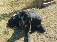 تيس, Kamori goats — الصورة 4