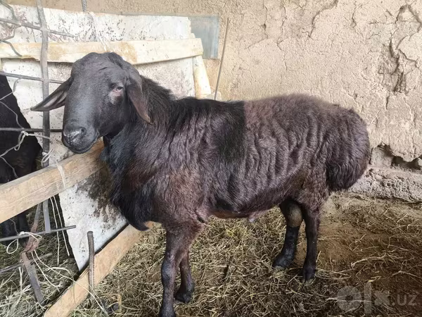 Ram, Hissar sheep