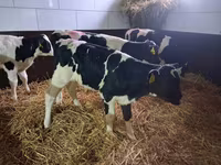 公牛, Simmental cattle — 照片 5