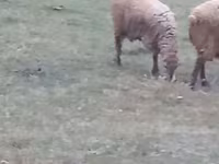 Baran, Owce — zdjęcie 2
