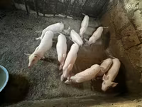 मादा सूअर, Ландрас — फ़ोटो 3