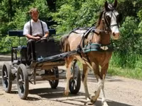 حصان, Pinto horses — الصورة 5