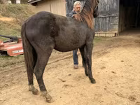 Cheval, Black Sea breed — photo 6