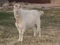 公山羊, Russian White goat — 照片 1