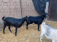 公山羊, Saanen goat — 照片 1