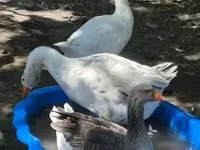 Geese — Foto 3