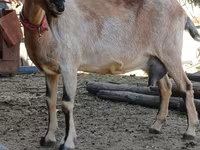Cabra, Alpine goat — foto 2