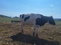 Cow, Simmental cattle — photo 3