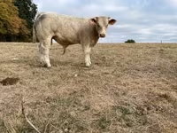 Taureau, Charolais cattle — photo 1