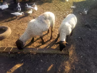 Widder, White Suffolk sheep — Foto 1