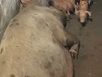 Schweine (Partie, Geschlecht nicht angegeben), Дюрок — Foto 5