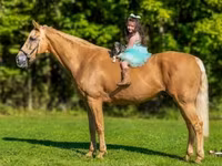 घोड़ा, Palomino — फ़ोटो 3