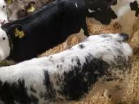 Taureau, Vache limousine — photo 4