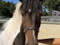 حصان, American paint horse — الصورة 5