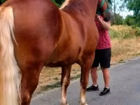 Horse (M), Noriker — photo 2